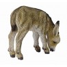 Donkey foal grazing. COLLECTA 88408