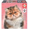 Cats: Persian. 100 pcs.