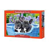 French bulldog puppies, 1000 pcs.