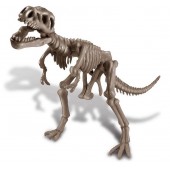 Tyrannosaurus Rex skeleton. 4M 00-03221